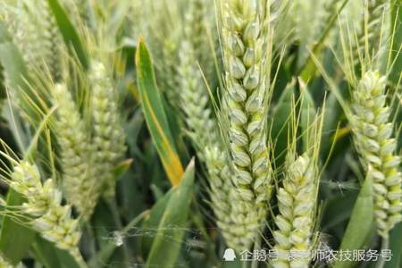 10月18号种小麦需要多少斤种子