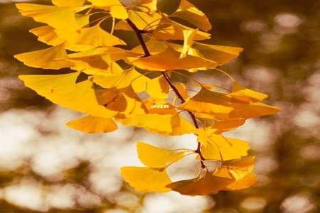 描写秋天银杏树叶的诗句