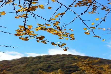 描写秋天叶子黄的诗句有哪些