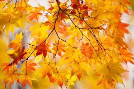 描写秋天叶子黄的诗句