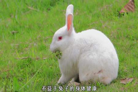 兔子吃食的样子描写