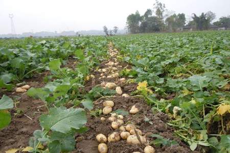 为什么马铃薯种薯种植慎用植物激素