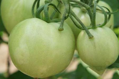 西红柿受二甲四氯钠影响根部有什么症状
