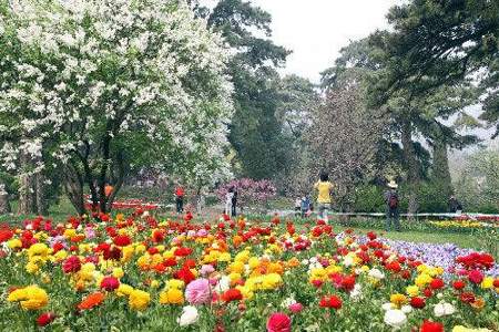 香山公园现在7月份开什么花
