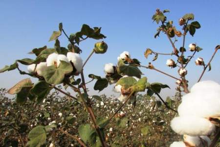 我国是什么时候开始种植棉花的