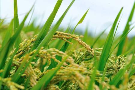 什么是水稻灌浆