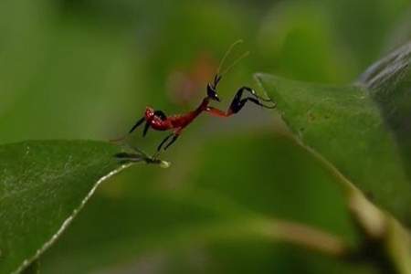 螳螂捕蝉的下一句歇后语是什么