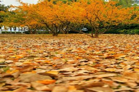 木叶纷纷落满身都是秋是什么意思