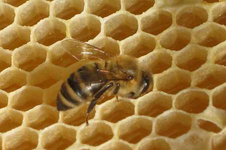 秋季蜜蜂怎么加脾
