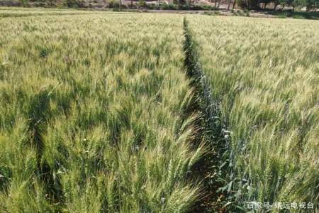 小麦怎么种植才能增产