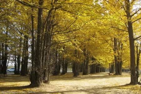 秋天的树林用四个词怎么形容