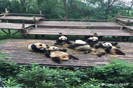 大熊猫保护基地风景区叫什么