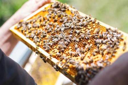 蜜蜂养在什么地方好