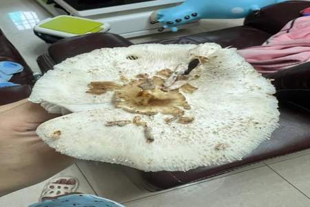 自家菜地上长了很多大白菇子是怎么回事