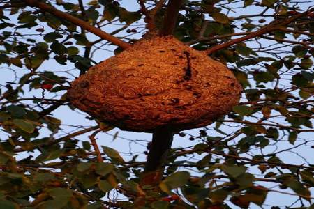 树上的蜂巢怎么处理