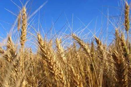 古人怎么知小麦可以吃的