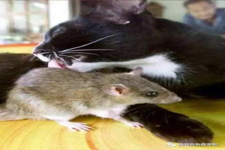 两猫失鼠寓言故事告诉了我们什么