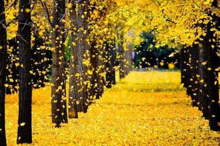秋季黄叶下拍照穿什么颜色衣服好