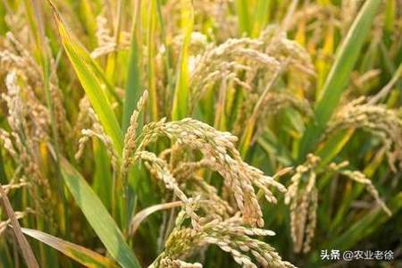 请问南方水稻的种植和收割的具体时间