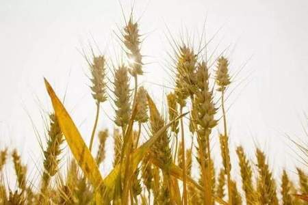 今年什么时间开始种小麦最佳