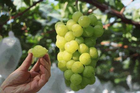 神仙采葡萄是什么意思