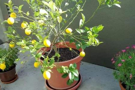 柠檬树到底该怎么养