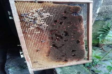 新收蜂群怎么不上巢框