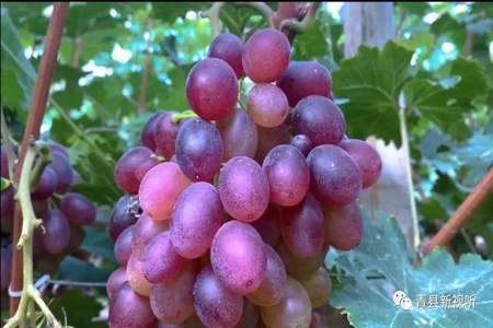 紫色满园的葡萄像什么