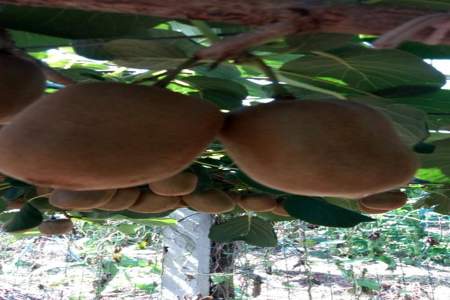 博山猕猴桃是什么品种
