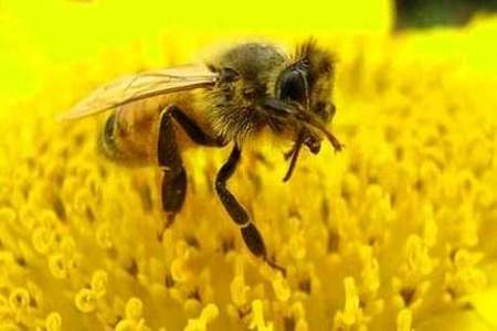 蜜蜂形容什么样的人