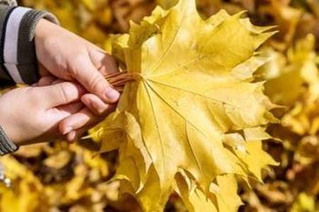 落叶用什么动词形容