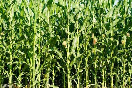 博山气候适合种植什么品种的玉米