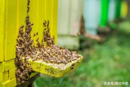 蜜蜂大量在蜂箱门口聚集成一堆是怎么事