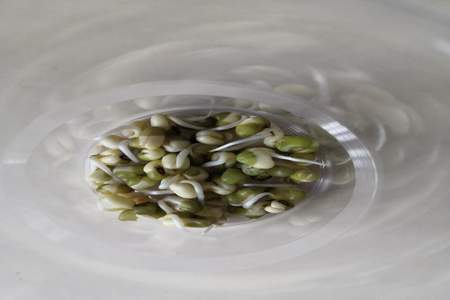绿豆怎么养成绿豆芽