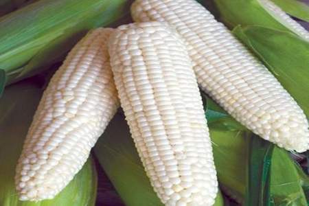玉米三个棒子一般是什么品种