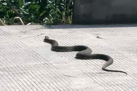 路上看到蛇怎么发朋友圈