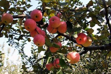 秋天的果园不再是一种颜色了苹果变成了什么