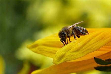 为什么容易吸引蜜蜂