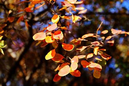 秋怎么来形容不同的季节