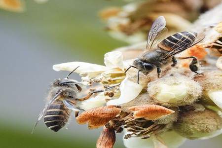 15蜜蜂冬天怎么保暖