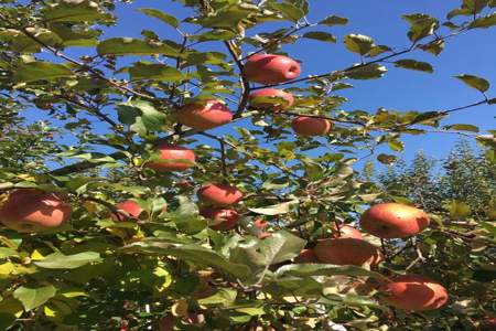 为什么有的果树生长十几年也不结一个苹果