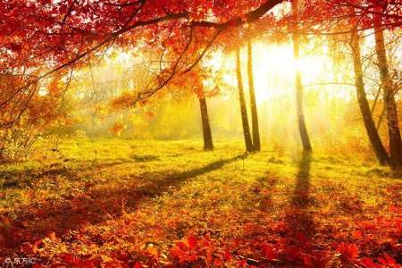 写秋天的树林题目怎么写