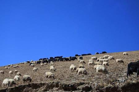 稻城亚丁景区里面的羊叫什么