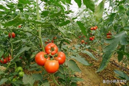 番茄种子是怎么传播