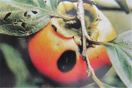 柿子树的主要病害有哪些，怎么防治