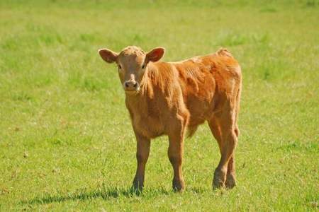 新生犊牛三十九度五气喘是什么原因