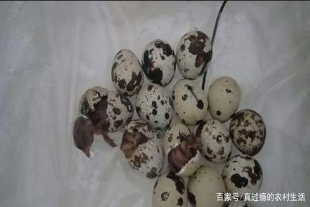 怎么孵鹌鹑蛋