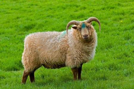 79年的羊为什么是黄羊