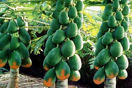木瓜传播种子的方法是什么