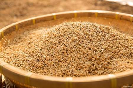 谷像黄金粒粒香写出了稻谷的什么和什么